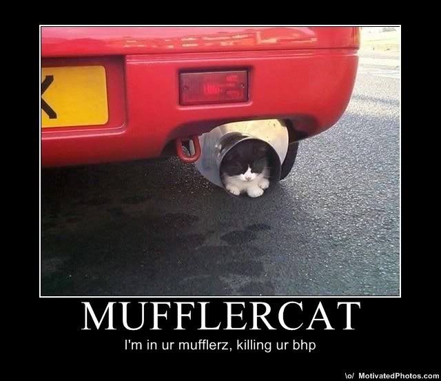 mufflercat.jpg