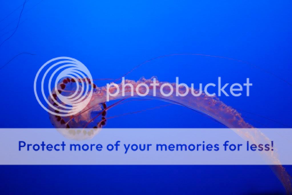 _MG_2390.jpg