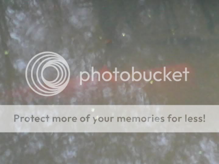 SUNK2.jpg