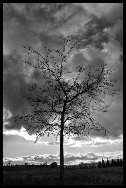 tree.jpg