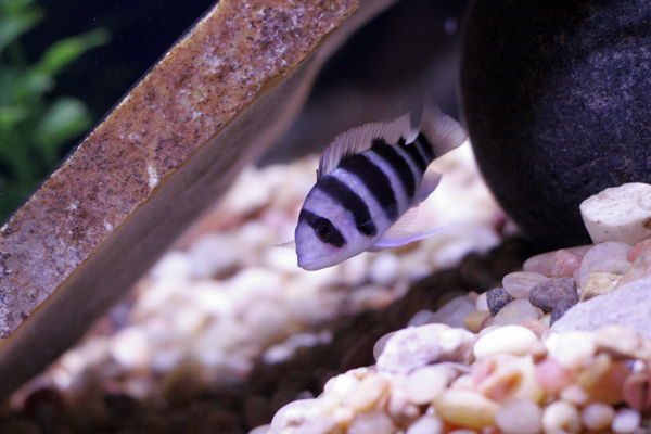 fish3.jpg