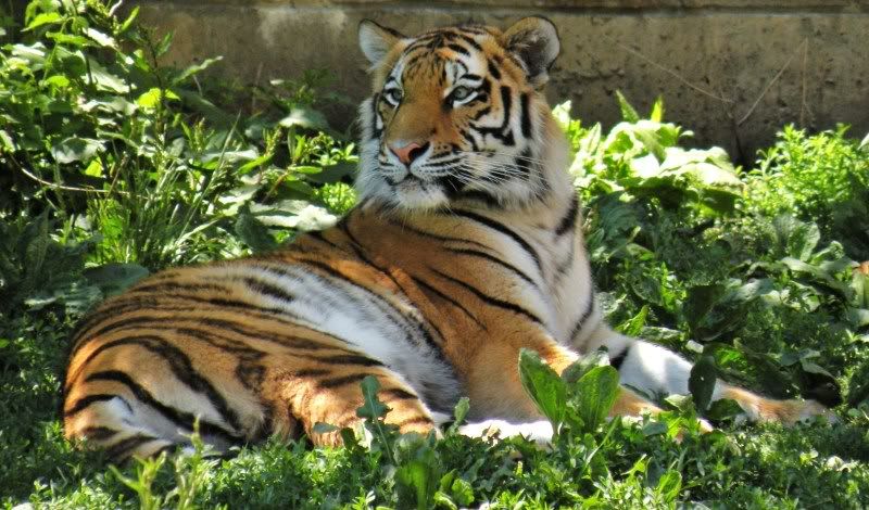 thezoo2037.jpg