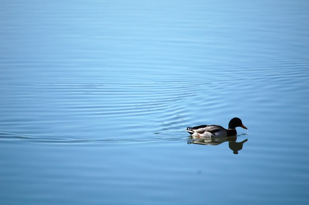 DSC_1734.jpg