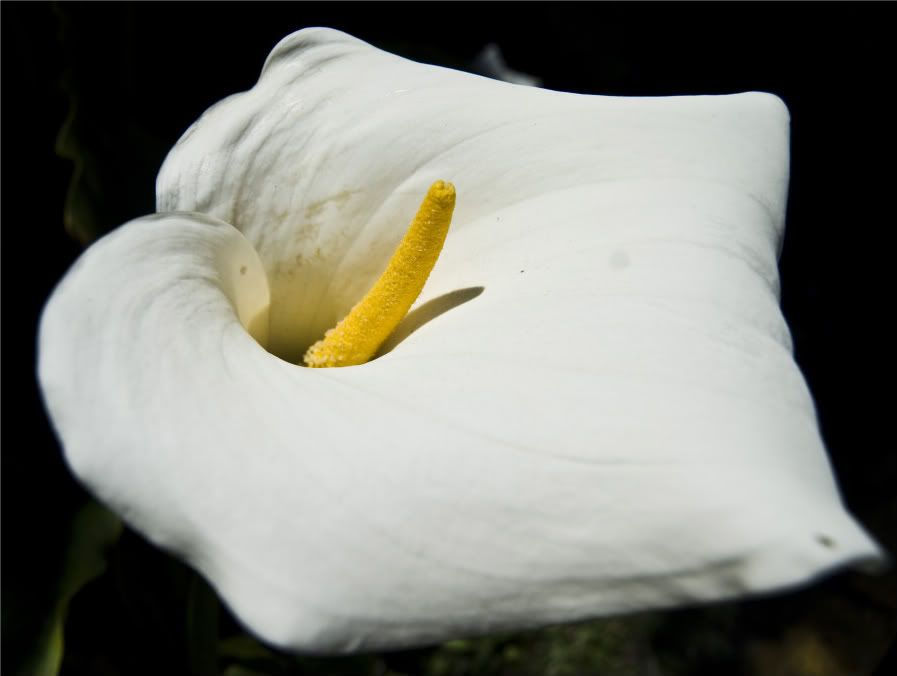 DSC_0031-1.jpg