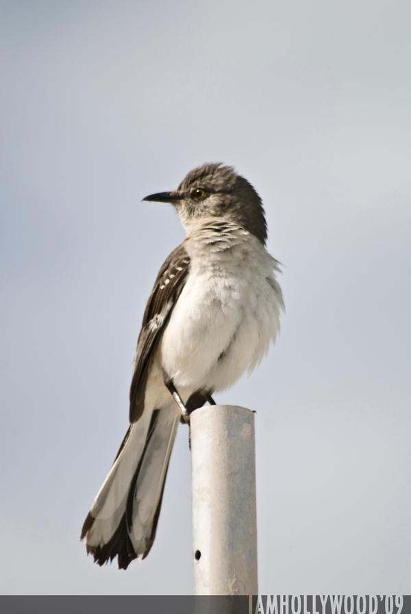 Mimus_polyglottos_1_by_Johnny23xx.jpg