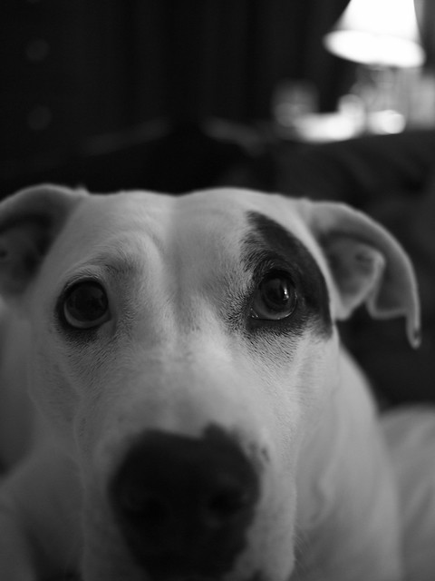 6456247753_a5c8b32e55_z.jpg