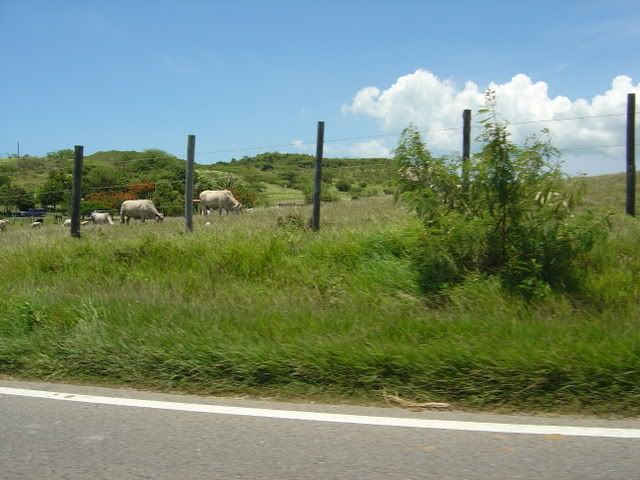 DSC01793.jpg