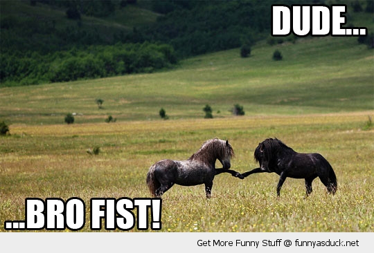 funny-dude-bro-fist-horses-pics.jpg