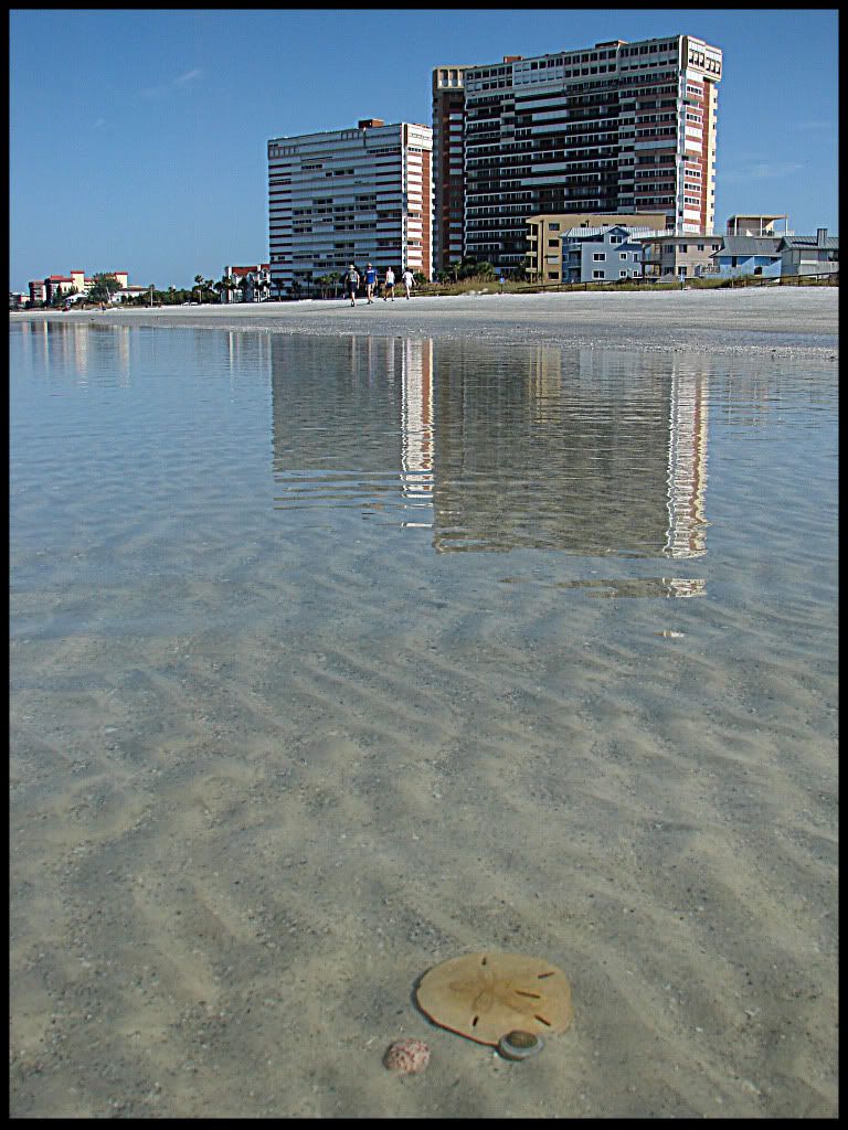 SandDollar.jpg