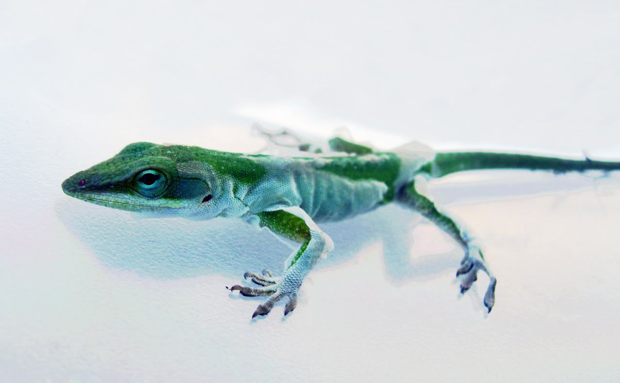 lizard1.jpg