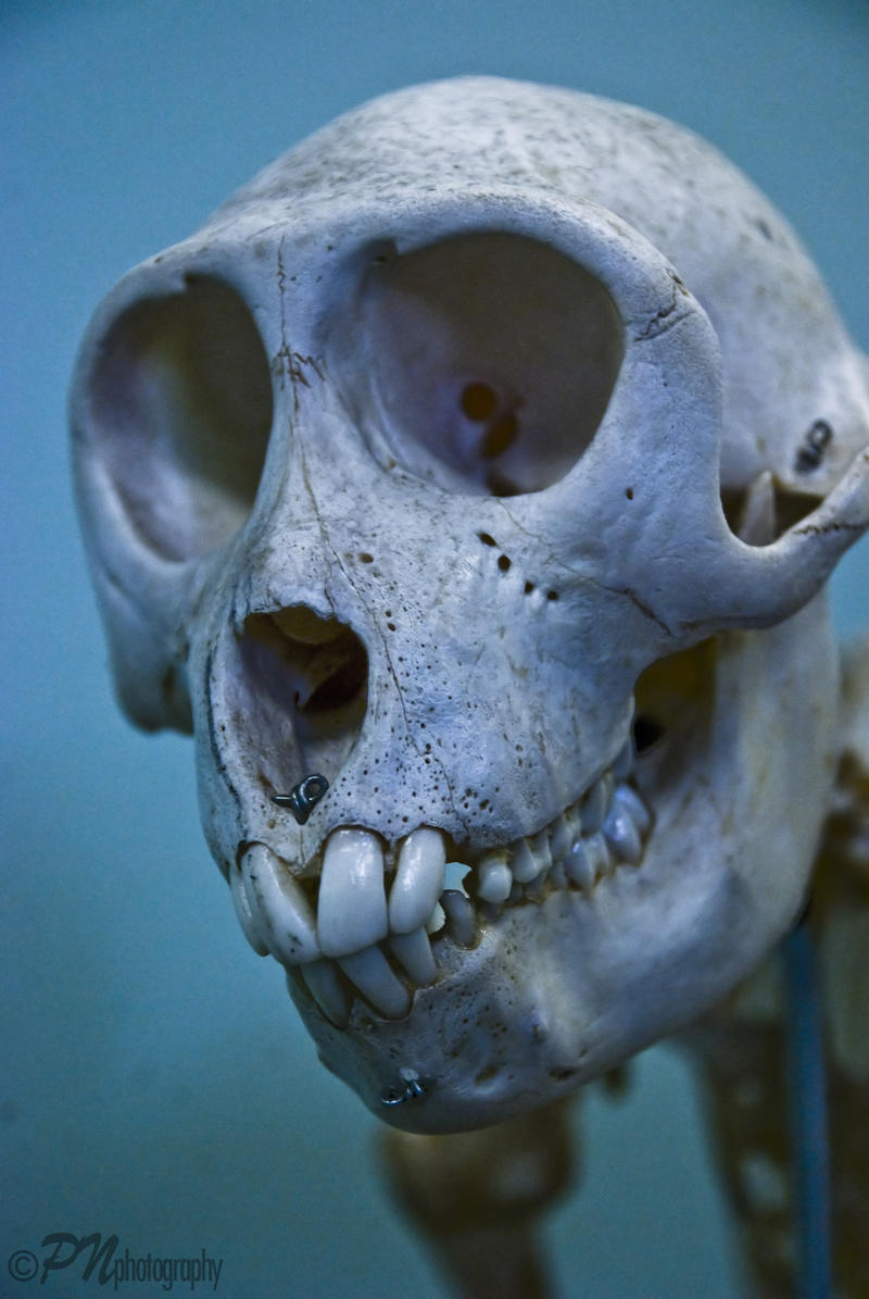 Rhesus_Monkey_by_Johnny23xx.jpg