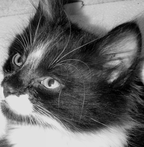 Cats__Panda_as_a_kitten_by_Fourthmeal.jpg