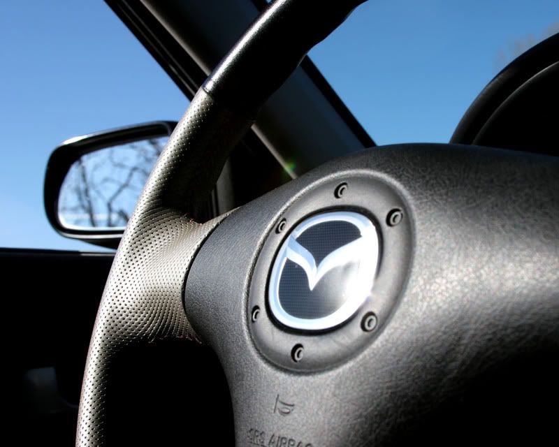 steer1.jpg