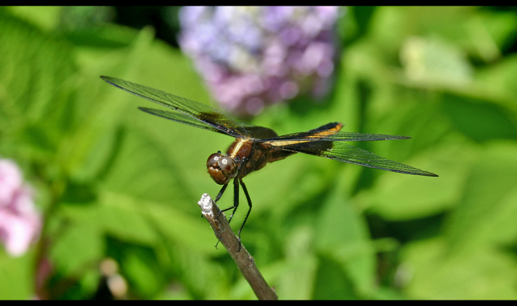 PoolDragonFly.jpg