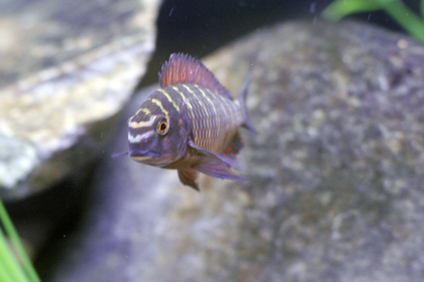 fish2.jpg