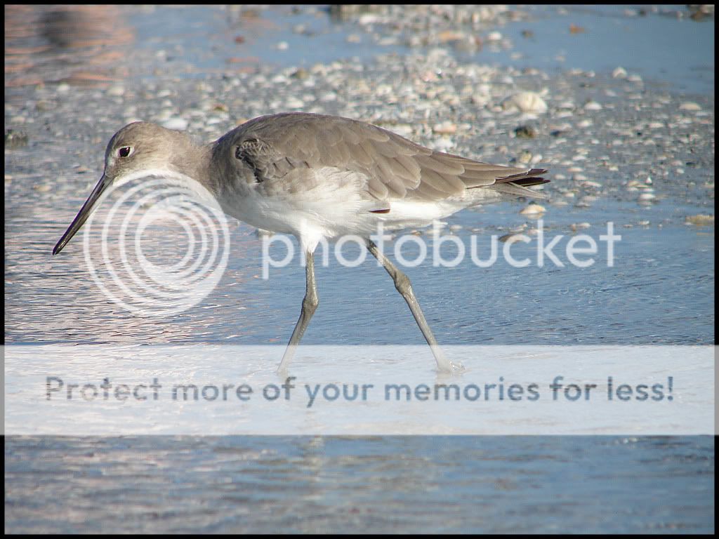 SandPiper.jpg