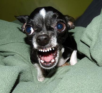 Killer-Chihuahua.jpg