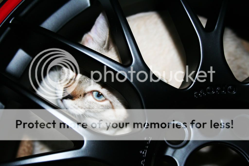 IMG_6375ps.jpg