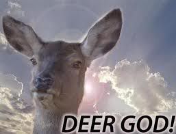 deer.jpg