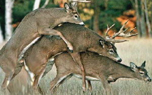 3deer.jpg