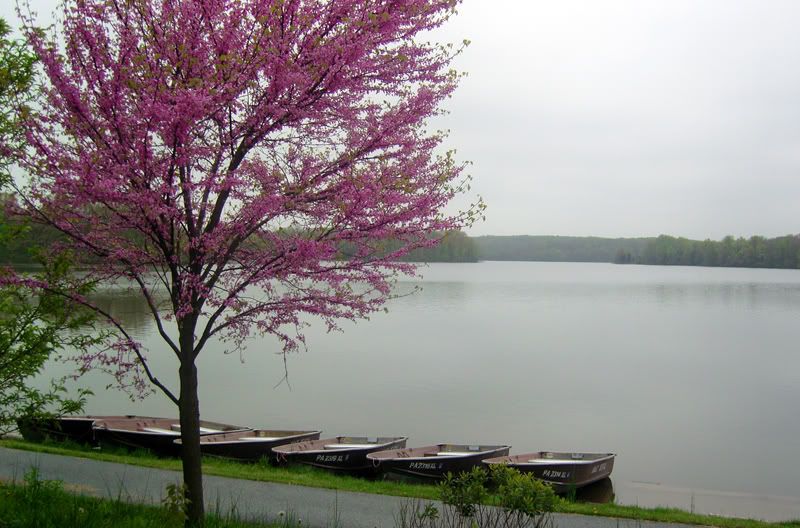 pinchot-sonic041.jpg