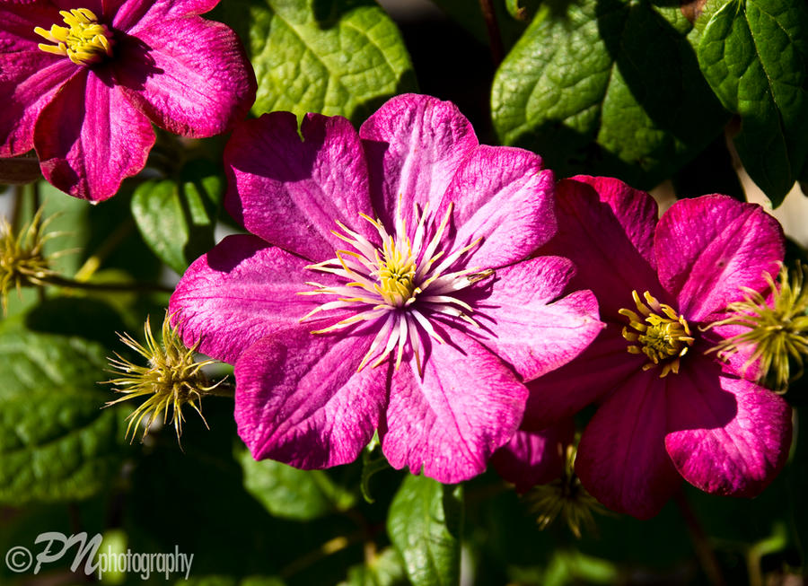 Three_Sisters_by_Johnny23xx.jpg