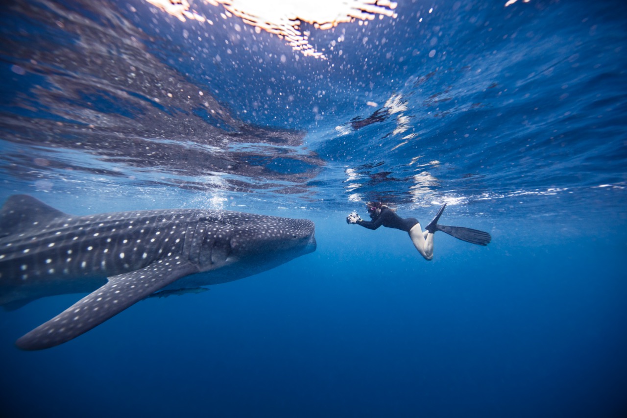 whale_shark_research.jpg