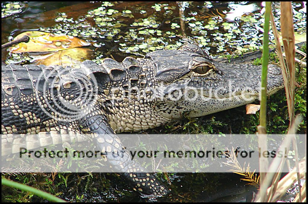 BabyGator2.jpg