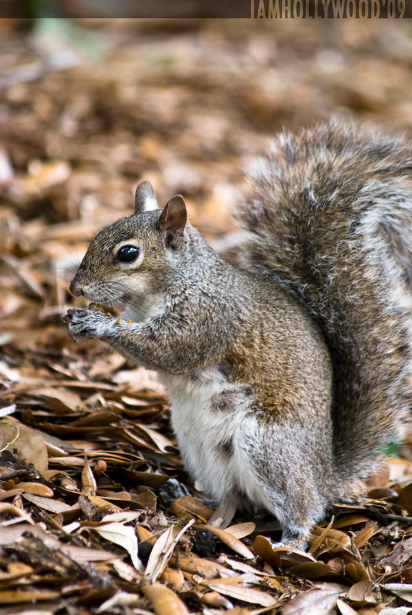 Let__s_Get_Squirrely_by_Johnny23xx.jpg