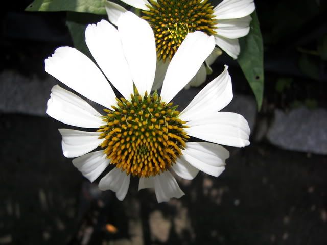 100_1139.jpg