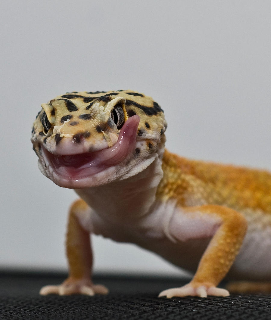 Mango_III_by_Johnny23xx.jpg