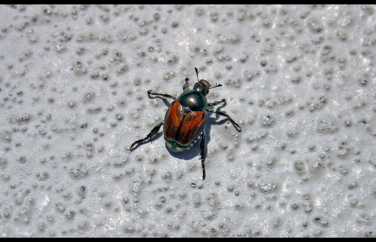 PoolBeetle.jpg