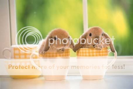 bunnys_14961.jpg