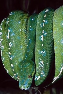 snake.jpg