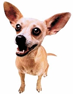 tacobell-dog.jpg