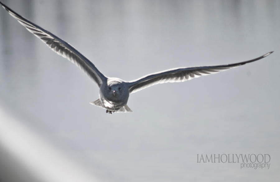 Soaring_2_by_Johnny23xx.jpg