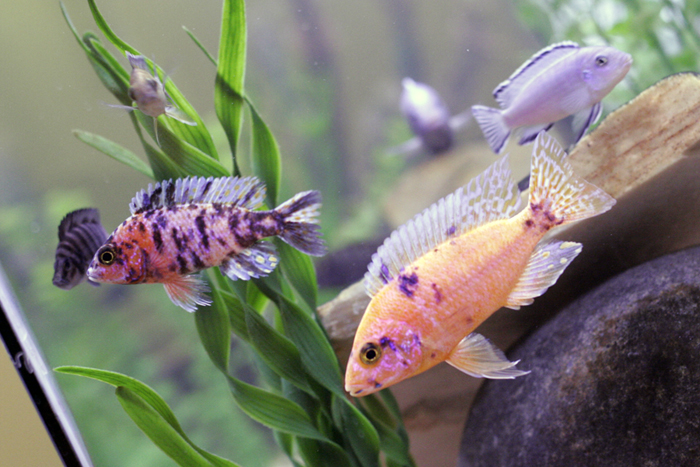 fish4.jpg