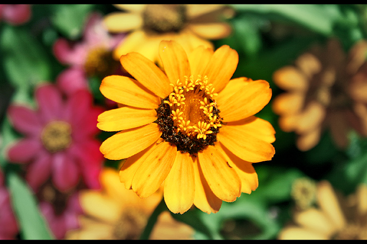 PoolYellowFlower.jpg