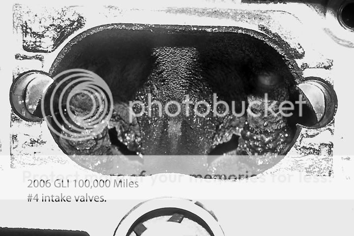 glivalves.jpg