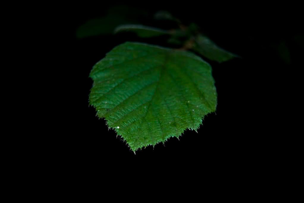 DSC_0042.jpg