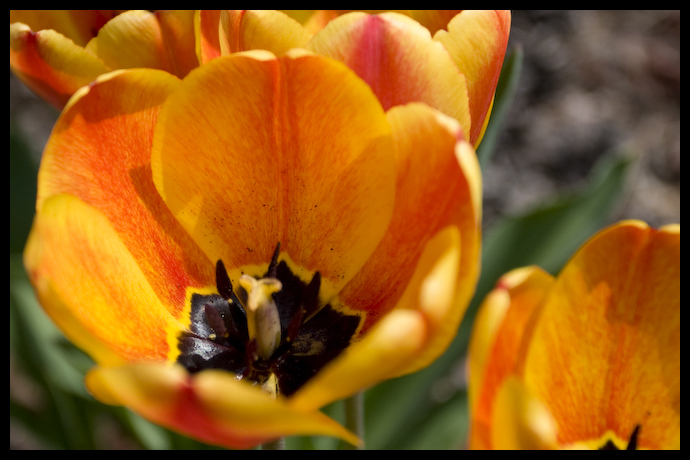 flower-3.jpg
