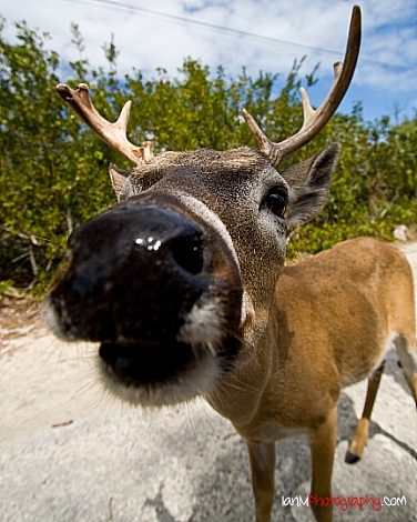 key-deer-2.jpg