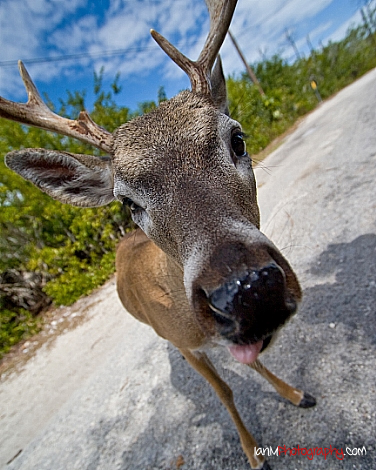 key-deer-1.jpg