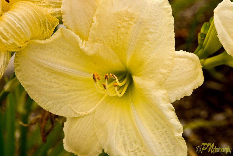 WhiteandYellow_by_Johnny23xx.jpg
