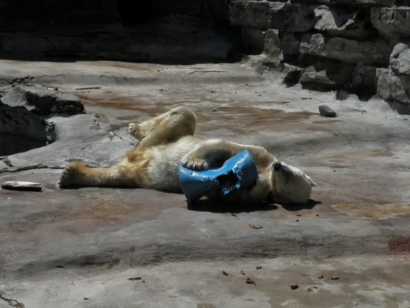 zooeditied005.jpg