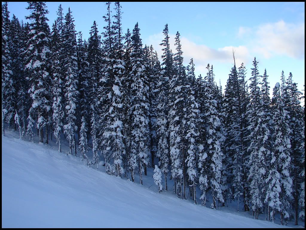 SnowyTrees.jpg