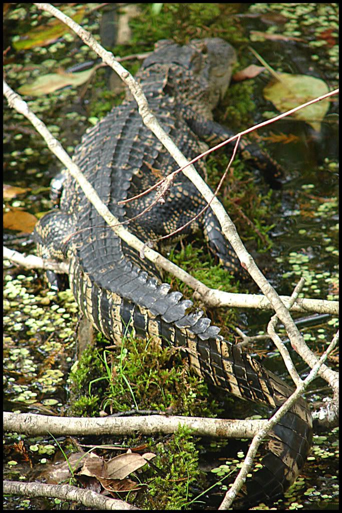 BabyGator1.jpg