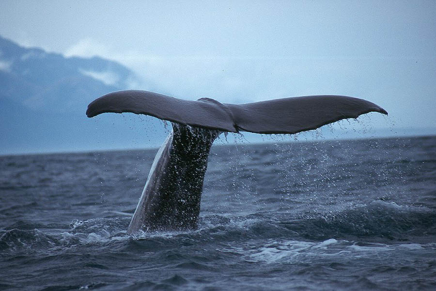 whale_tail.jpg