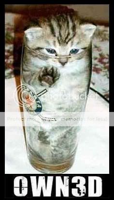owned-beer-cat.jpg