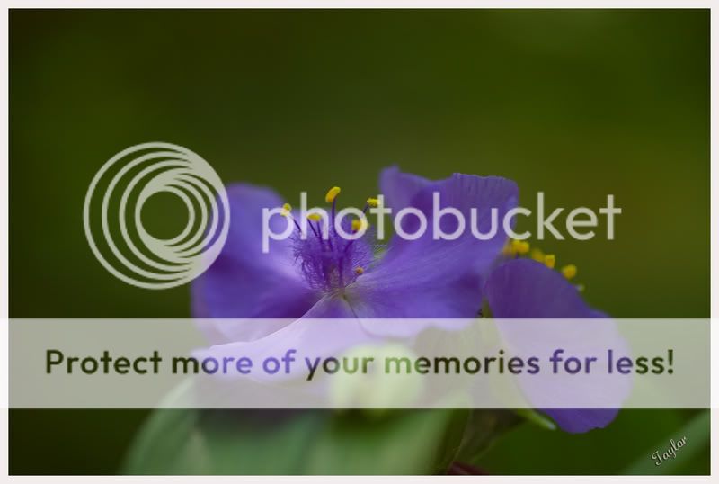 Flower-1.jpg